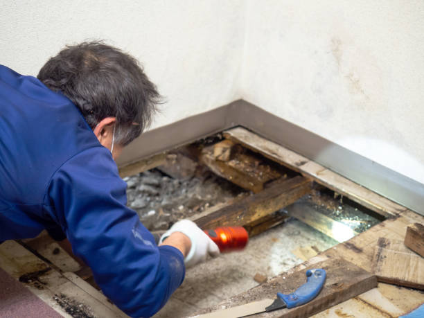 Best Mold Removal Process  in Colwich, KS