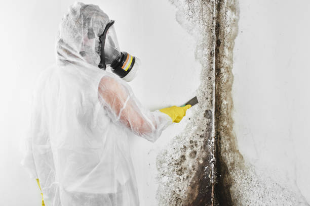 Best Mold Removal Company Near Me  in Colwich, KS