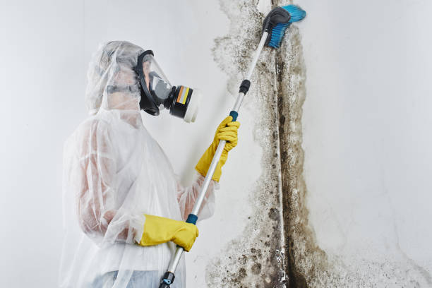 Best Office Mold Removal Services  in Colwich, KS