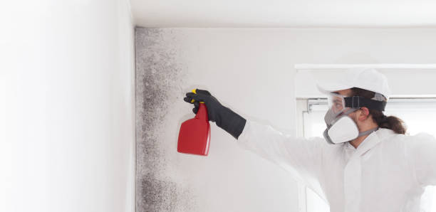 Best Mold Damage Repair  in Colwich, KS