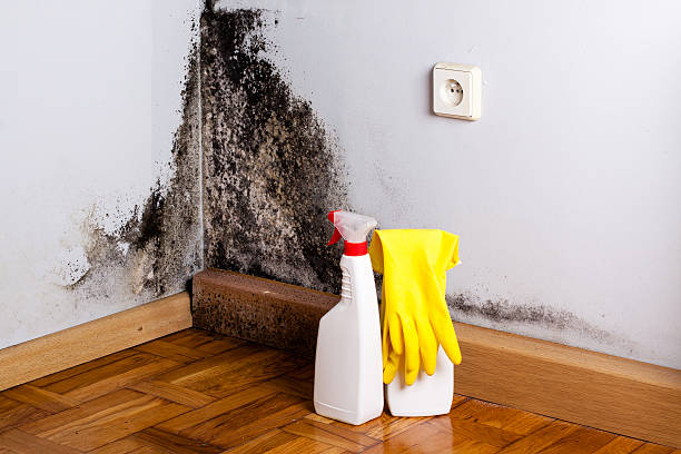 Best Mold Removal Specialists  in Colwich, KS