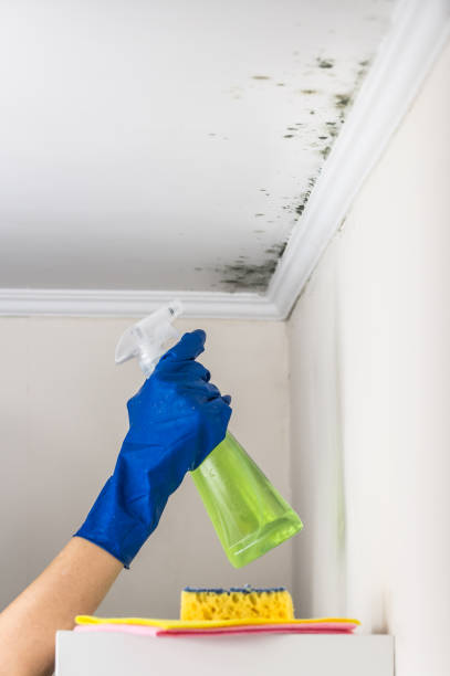 Best Certified Mold Removal  in Colwich, KS